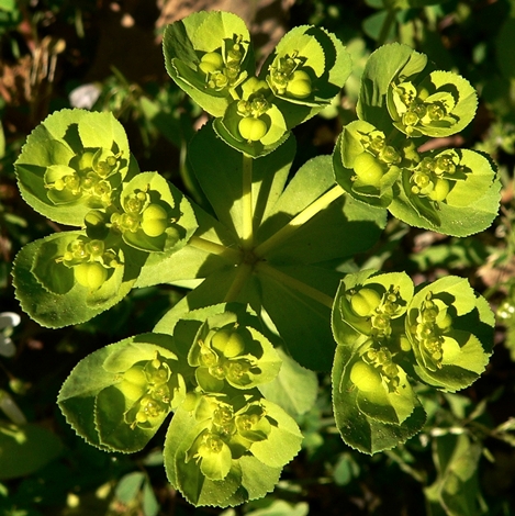 {Euphorbia helioscopia}
